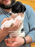 Tanpoint B/W Pie Dane, a female Great Dane for sale in Landrum, SC – Photo 1 of 10