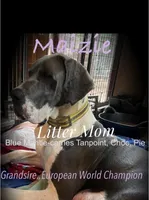 Tanpoint B/W Pie Dane, a female Great Dane for sale in Landrum, SC – Photo 10 of 10