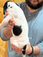 Tanpoint B/W Pie Dane, a female Great Dane for sale in Landrum, SC – Photo 5 of 10