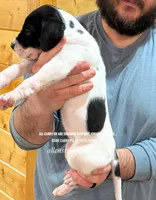 Tanpoint B/W Pie Dane, a female Great Dane for sale in Landrum, SC – Photo 3 of 10