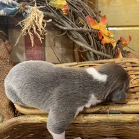 Blue brindle mantle, a female Great Dane for sale in Landrum, SC – Photo 7 of 7