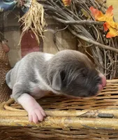 Blue brindle mantle, a female Great Dane for sale in Landrum, SC – Photo 4 of 7