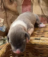 Blue brindle mantle, a female Great Dane for sale in Landrum, SC – Photo 2 of 7