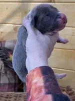 Blue brindle mantle, a female Great Dane for sale in Landrum, SC – Photo 6 of 7