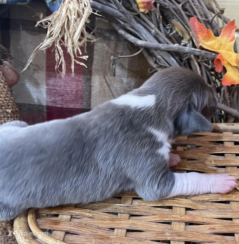 Blue brindle mantle, a female Great Dane for sale in Landrum, SC – Photo 1 of 7