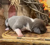 Blue brindle mantle, a female Great Dane for sale in Landrum, SC – Photo 5 of 7
