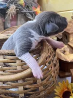 Blue brindle mantle, a female Great Dane for sale in Landrum, SC – Photo 3 of 7