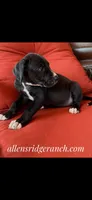Black and white girl 2, a female Great Dane for sale in Landrum, SC – Photo 6 of 9