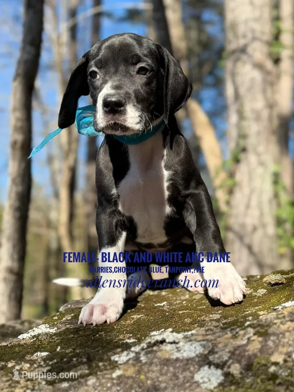 Black and white girl 2, a female Great Dane for sale in Landrum, SC – Photo 1 of 9