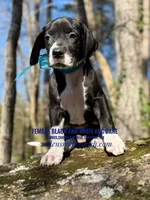 Black and white girl 2, a female Great Dane for sale in Landrum, SC – Photo 1 of 9