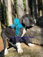 Black and white girl 2, a female Great Dane for sale in Landrum, SC – Photo 2 of 9