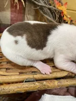 Choco Brindle Pie, a female Great Dane for sale in Landrum, SC – Photo 3 of 5