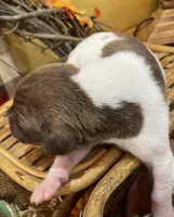 Choco Brindle Pie, a female Great Dane for sale in Landrum, SC – Photo 2 of 5