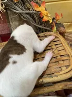 Choco Brindle Pie, a female Great Dane for sale in Landrum, SC – Photo 4 of 5