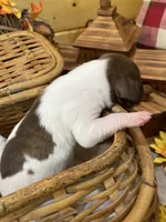 Choco Brindle Pie, a female Great Dane for sale in Landrum, SC – Photo 1 of 5