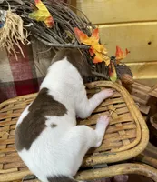 Choco Brindle Pie, a female Great Dane for sale in Landrum, SC – Photo 5 of 5