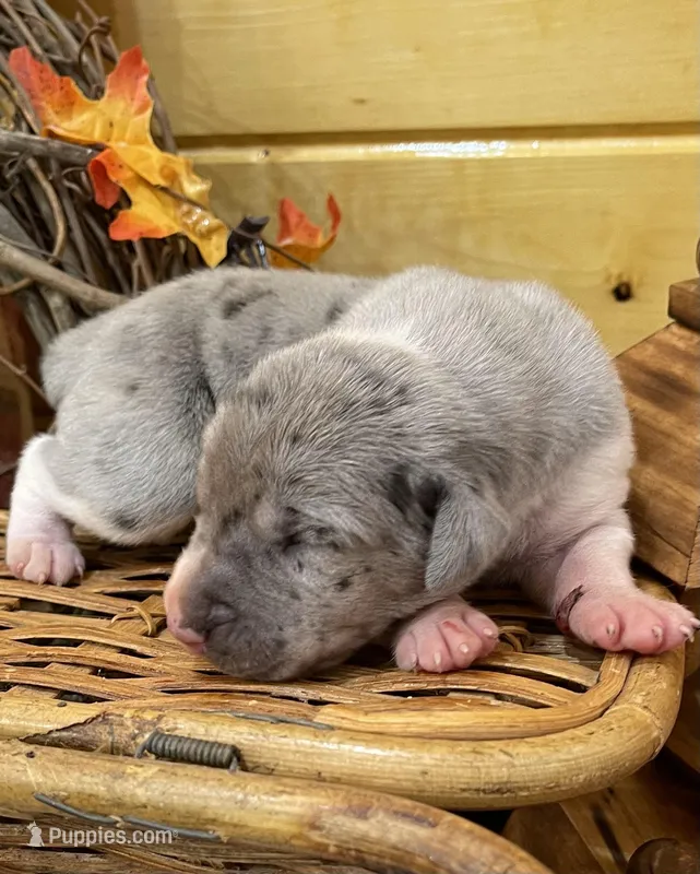 Blu Merle Big, a female Great Dane for sale in Landrum, SC – Photo 1 of 7