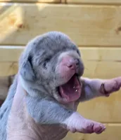 Blu Merle Big, a female Great Dane for sale in Landrum, SC – Photo 5 of 7