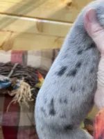 Blu Merle Big, a female Great Dane for sale in Landrum, SC – Photo 6 of 7