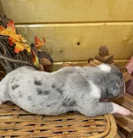 Blu Merle Big, a female Great Dane for sale in Landrum, SC – Photo 2 of 7