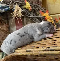 Blu Merle Big, a female Great Dane for sale in Landrum, SC – Photo 3 of 7