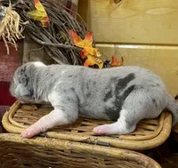 Blu Merle Big, a female Great Dane for sale in Landrum, SC – Photo 7 of 7