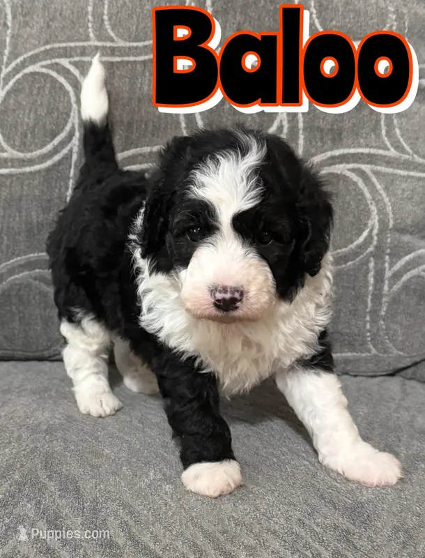 Baloo *micro mini* – Sheepadoodle puppy for sale in Saint Cloud, FL