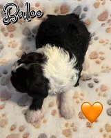 Baloo *micro mini*, a male Sheepadoodle for sale in Saint Cloud, FL – Photo 2 of 3
