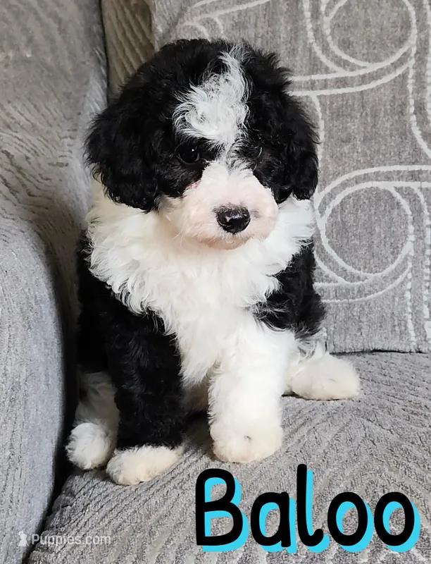 Baloo *micro mini* – Sheepadoodle puppy for sale in Saint Cloud, FL