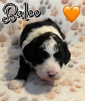 Baloo *micro mini*, a male Sheepadoodle for sale in Saint Cloud, FL – Photo 3 of 3