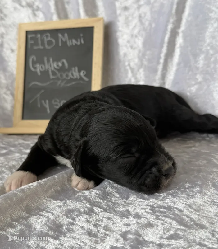 Tyson – Miniature Goldendoodle puppy for sale in Saint Cloud, FL
