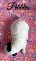 Pebbles*mini*, a female Sheepadoodle for sale in Saint Cloud, FL – 3 of 5