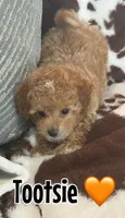 Tootsie , a female Miniature Goldendoodle for sale in Saint Cloud, FL – 2 of 6