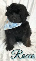 Rocco , a male Miniature Goldendoodle for sale in Saint Cloud, FL – 3 of 8