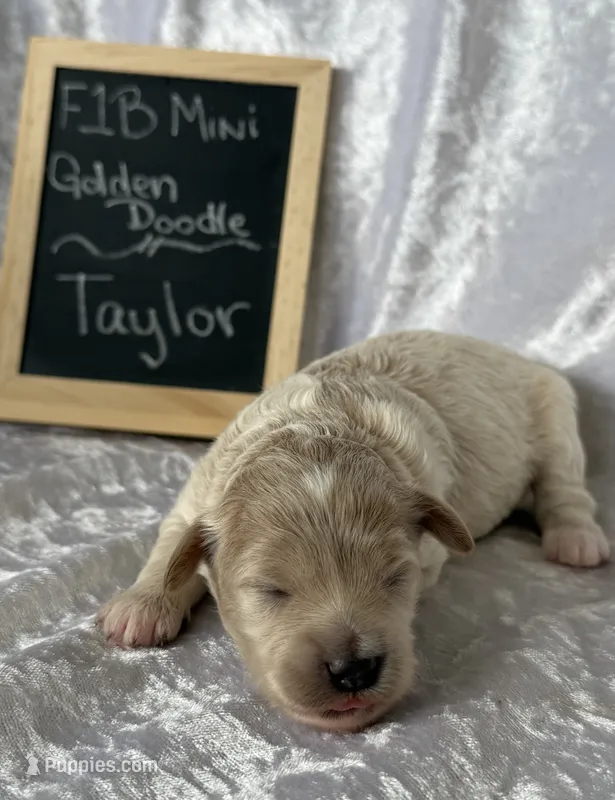 Taylor – Miniature Goldendoodle puppy for sale in Saint Cloud, FL