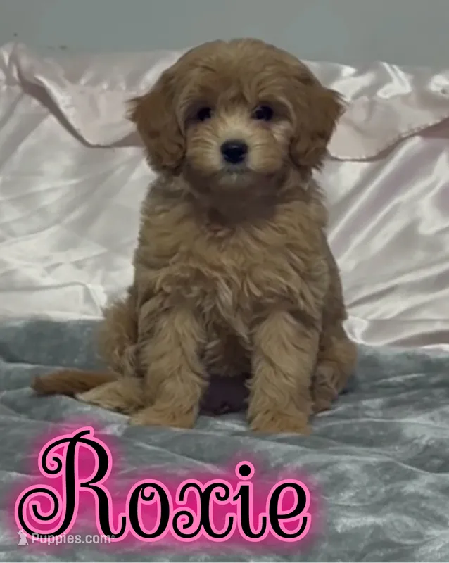 Roxie – Miniature Goldendoodle puppy for sale in Saint Cloud, FL