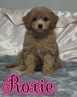 Roxie, a female Miniature Goldendoodle for sale in Saint Cloud, FL – 4 of 8