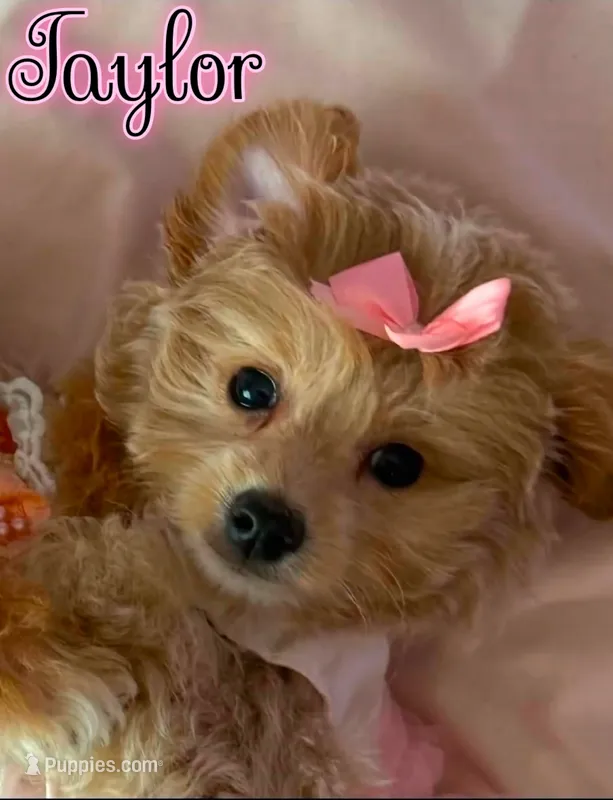 Taylor – Miniature Goldendoodle puppy for sale in Saint Cloud, FL