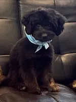 Rocco, a female Miniature Goldendoodle for sale in Saint Cloud, FL – 2 of 6