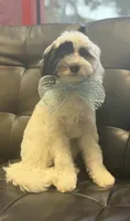 Koda *micro mini*, a male Sheepadoodle for sale in Saint Cloud, FL – 3 of 4