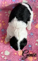 Genie*mini*, a female Sheepadoodle for sale in Saint Cloud, FL – 3 of 5