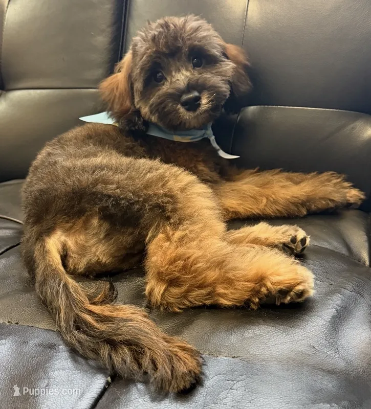 Turbo – Miniature Goldendoodle puppy for sale in Saint Cloud, FL