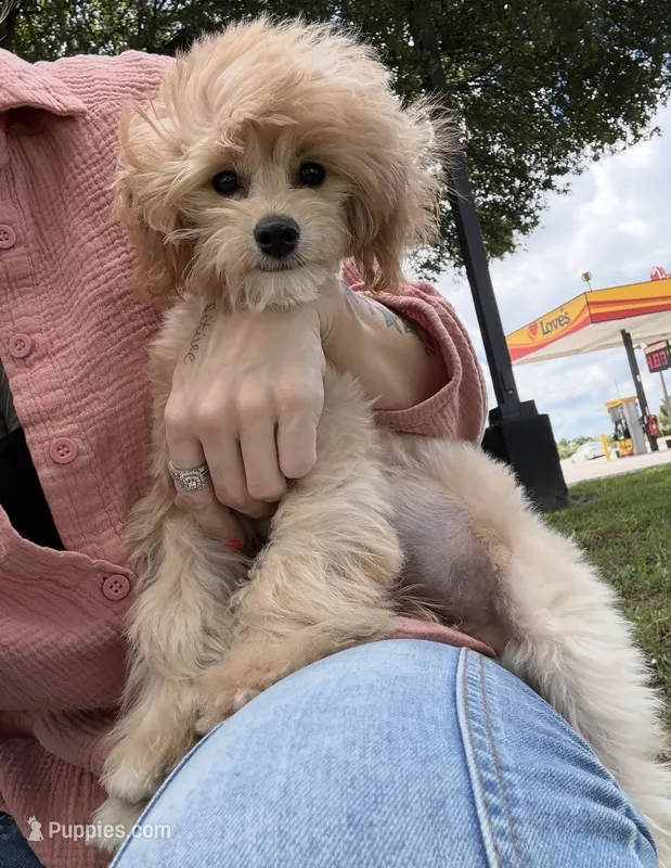 Taylor – Miniature Goldendoodle puppy for sale in Saint Cloud, FL