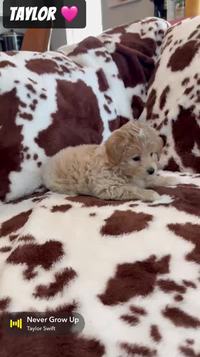 Taylor, a female Miniature Goldendoodle for sale in Saint Cloud, FL – 6 of 6