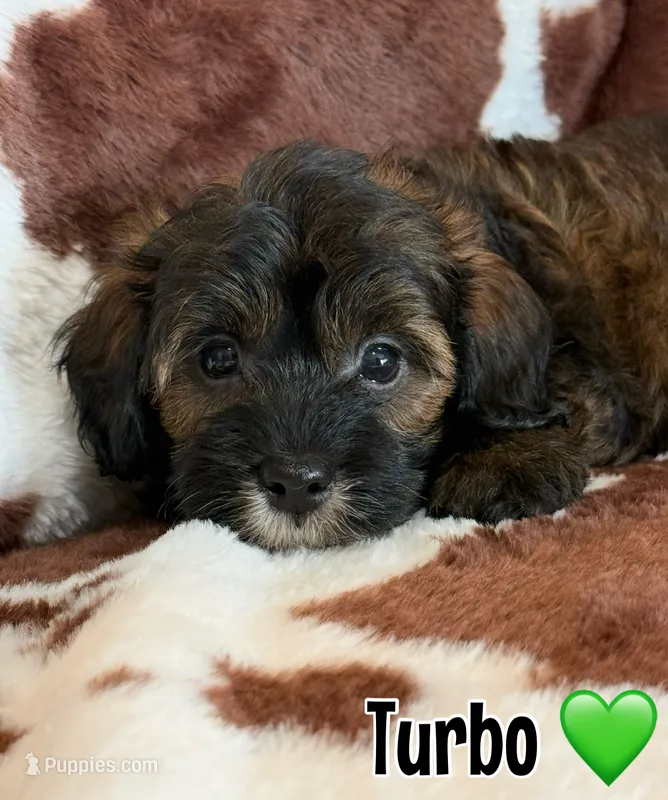 Turbo – Miniature Goldendoodle puppy for sale in Saint Cloud, FL