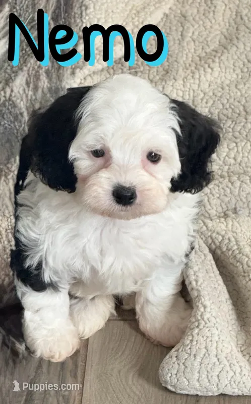 Nemo *micro mini* – Sheepadoodle puppy for sale in Saint Cloud, FL