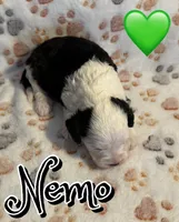 Nemo *micro mini*, a male Sheepadoodle for sale in Saint Cloud, FL – Photo 3 of 3