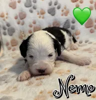 Nemo *micro mini*, a male Sheepadoodle for sale in Saint Cloud, FL – Photo 2 of 3
