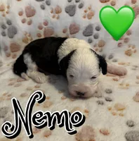 Nemo *micro mini*, a male Sheepadoodle for sale in Saint Cloud, FL – Photo 1 of 3