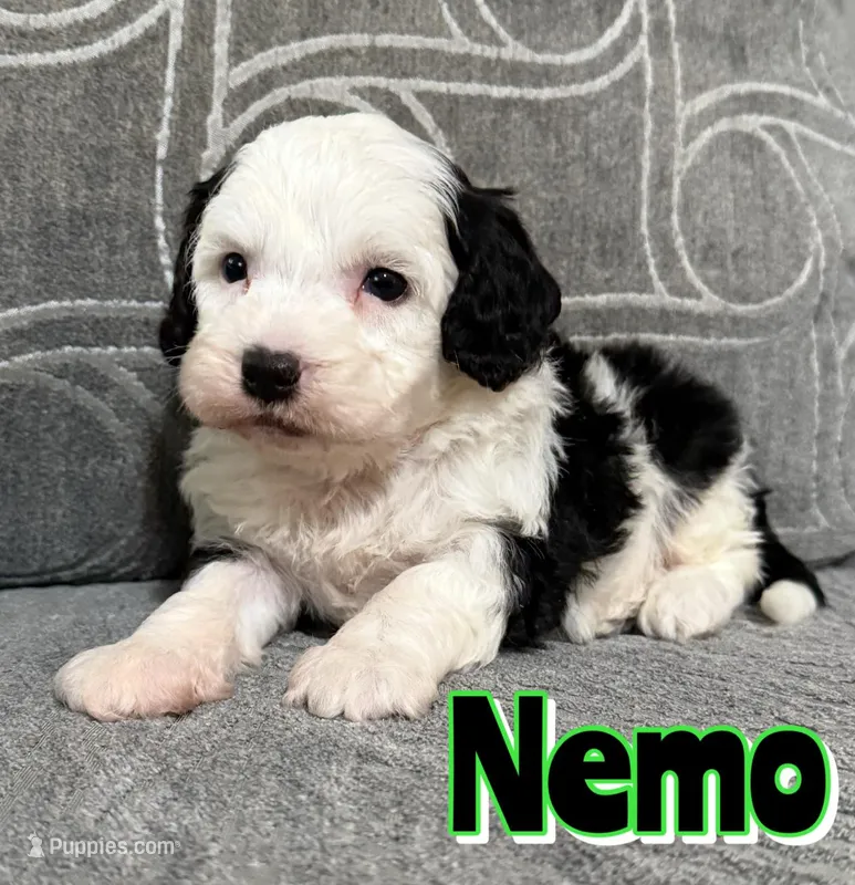 Nemo *micro mini* – Sheepadoodle puppy for sale in Saint Cloud, FL